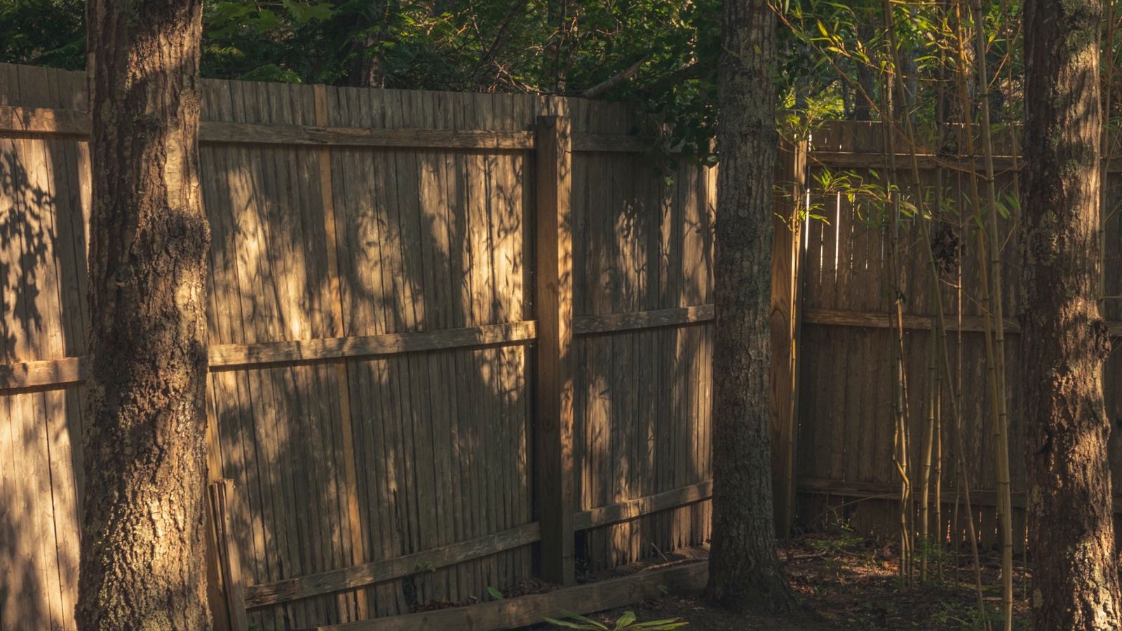 A weathered timber paling boundary fence running between mature tree trunks, with slatted panels and a timber rail, in low afternoon light