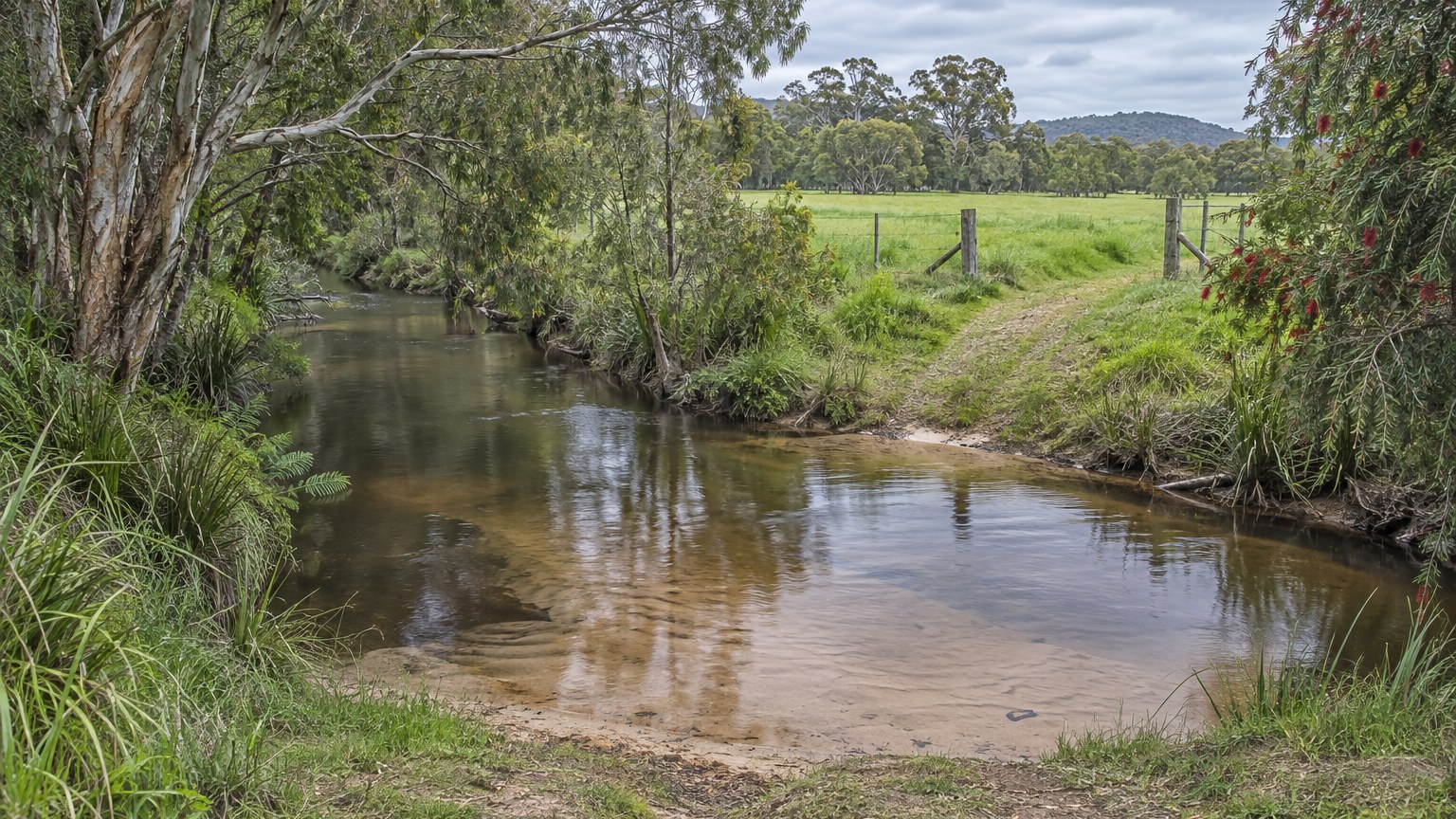 Narrow slow-moving creek with tea-coloured water crossing cleared rural land, overhanging paperbark along the banks, native sedges and grass on the bank and a grassed access track leading down to the crossing point under a soft grey sky